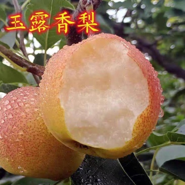 果园直发梨树苗早熟玉露香梨丰水梨包品种成活率