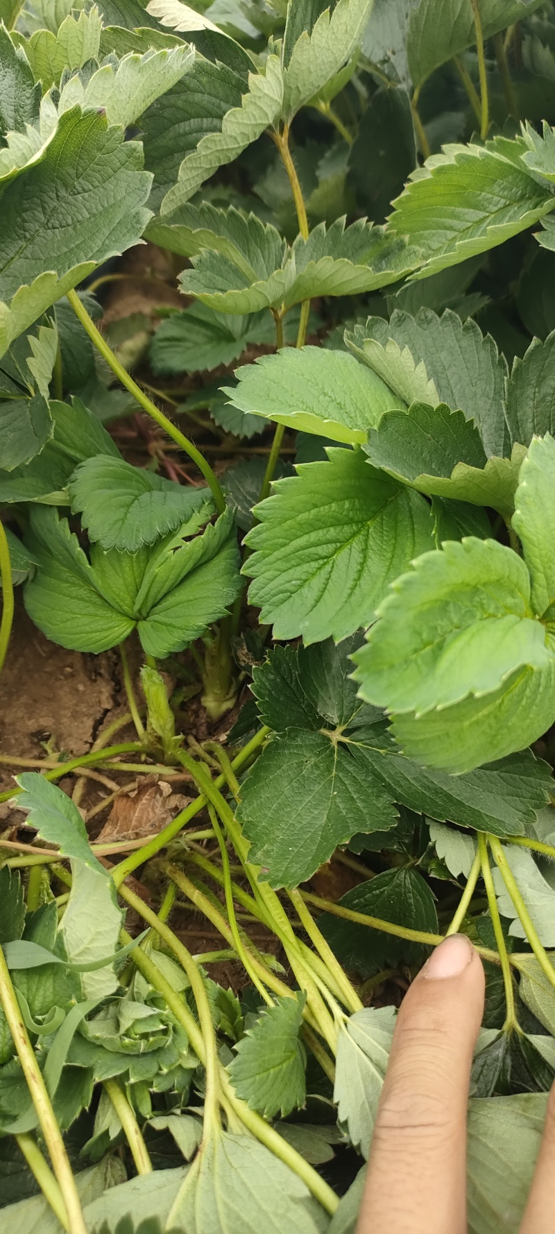 红玉草莓苗