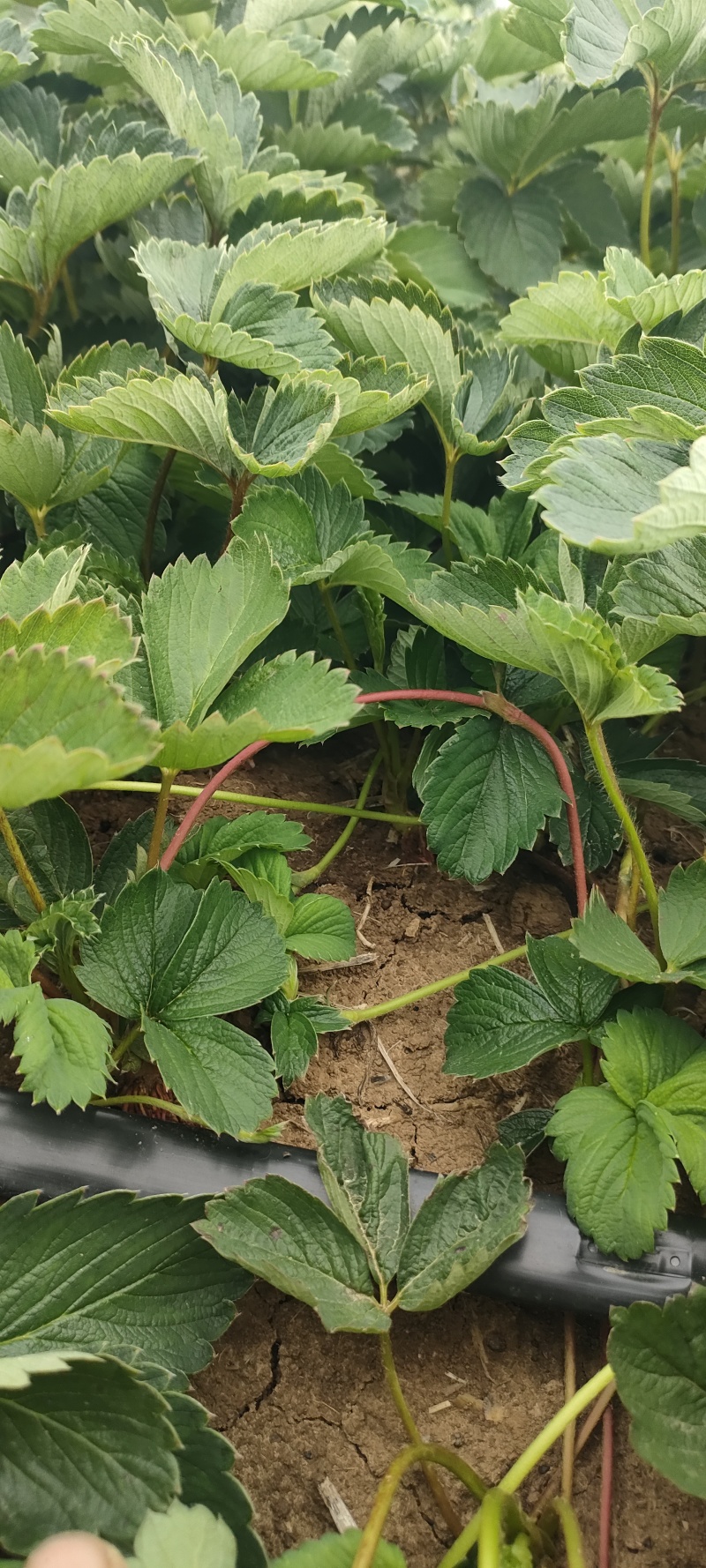 红玉草莓苗