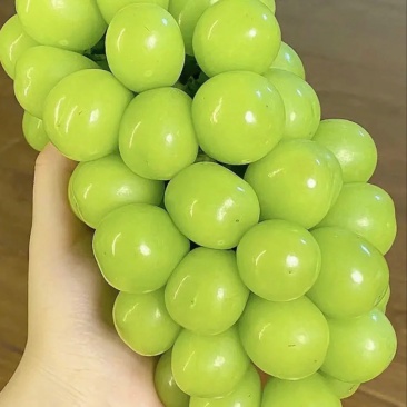 阳光玫瑰，斤半的把，12克往上
