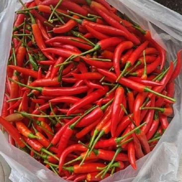 小米辣产地量大价格能谈