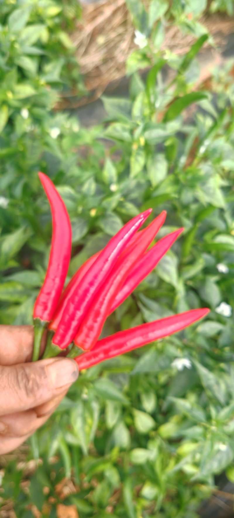 小米椒椒