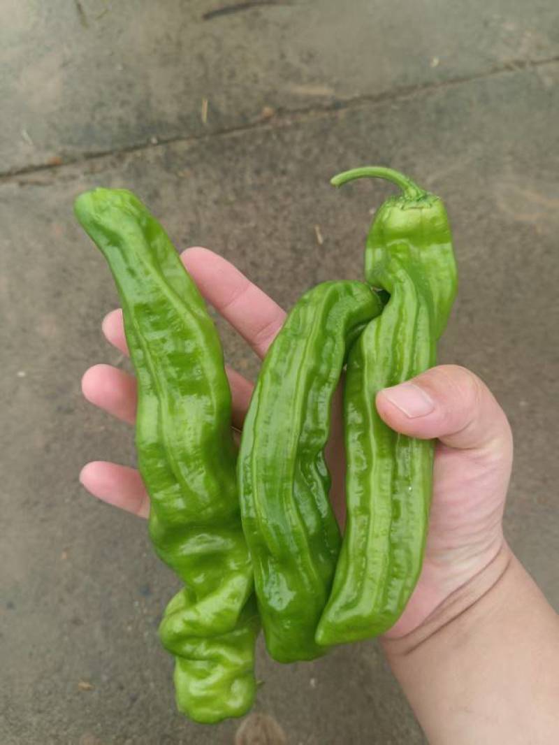 产地直发薄皮椒薄皮苏椒薄皮椒代收代发，质量保证承担一切