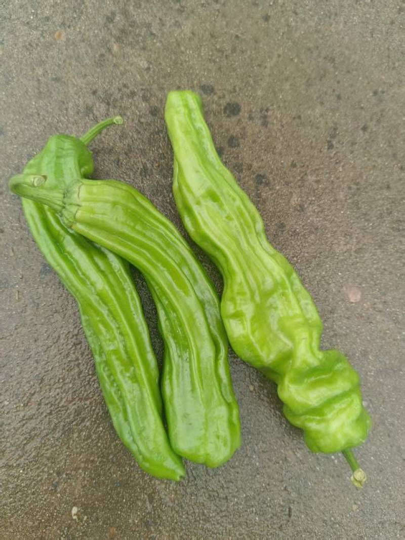 产地直发薄皮椒薄皮苏椒薄皮椒代收代发，质量保证承担一切