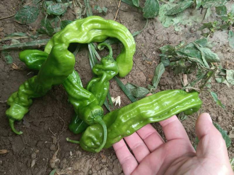 产地直发薄皮椒薄皮苏椒薄皮椒代收代发，质量保证承担一切
