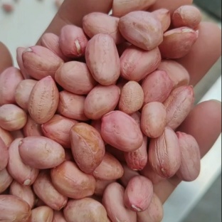 花生米鲁花八白沙榨油商品大量供货批发榨油商品米过筛色选