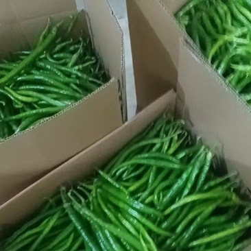 线椒