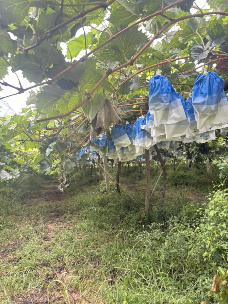 阳光玫瑰，斤半的把，12克往上