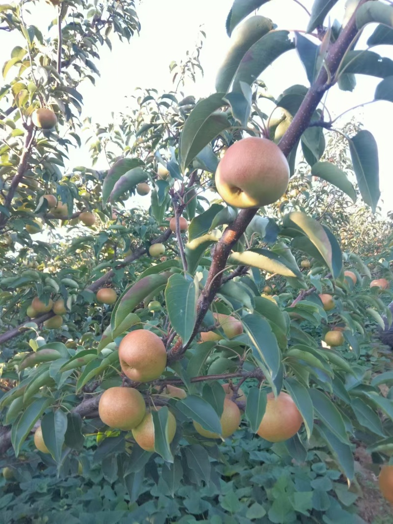 自己果园五六万斤苹果梨，甜度肯定够用，寻找买家，价格不贵