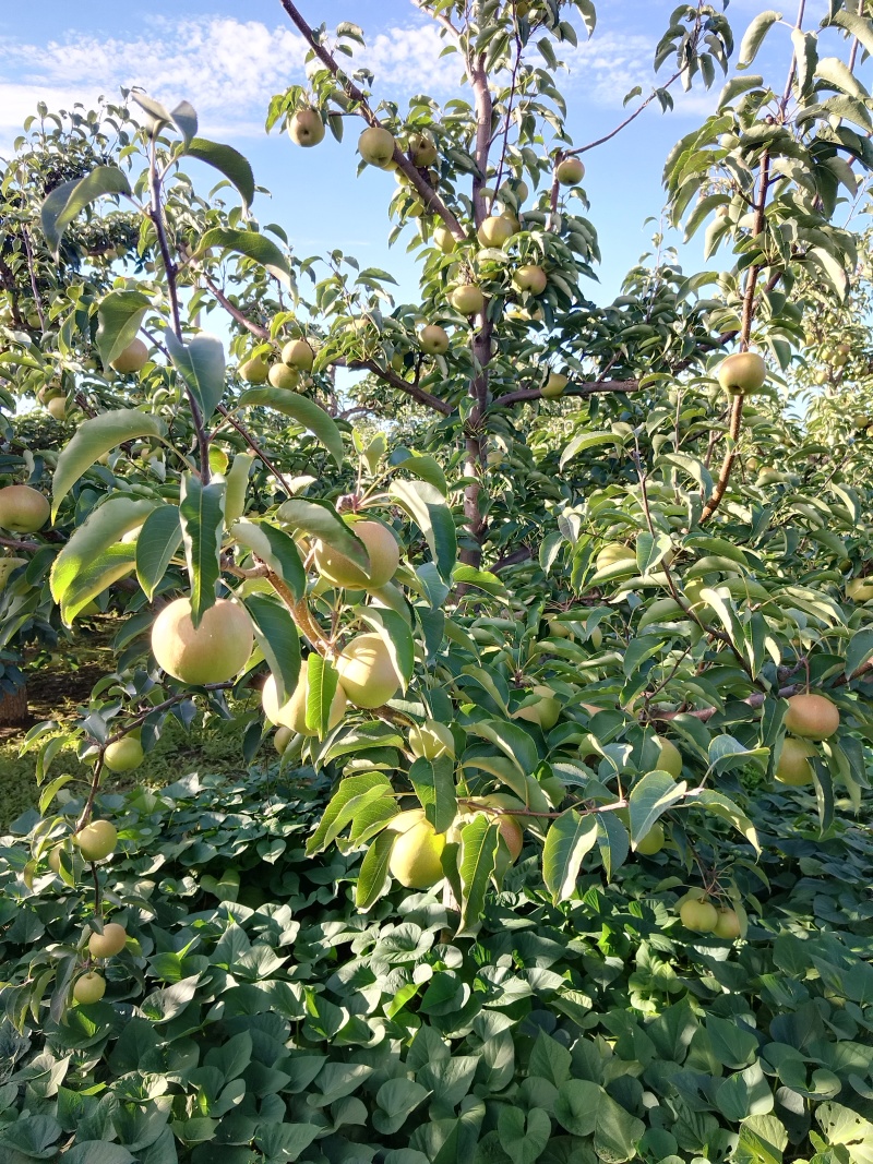 自己果园五六万斤苹果梨，甜度肯定够用，寻找买家，价格不贵