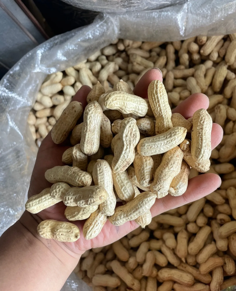 带壳花生米带壳花生鲁花果白沙果四粒红黑花生果带壳花生果
