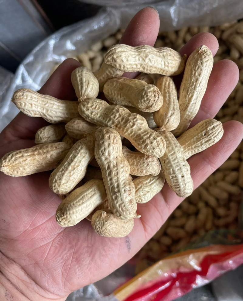 带壳花生米带壳花生鲁花果白沙果四粒红黑花生果带壳花生果