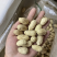 带壳花生米带壳花生鲁花果白沙果四粒红黑花生果带壳花生果