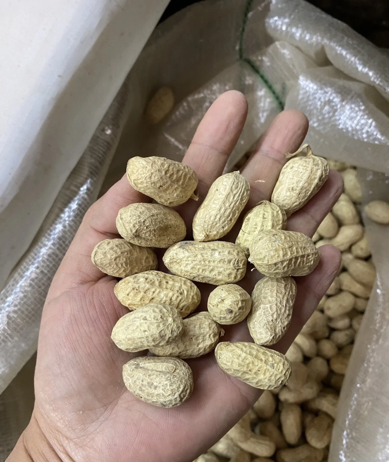 带壳花生米带壳花生鲁花果白沙果四粒红黑花生果带壳花生果