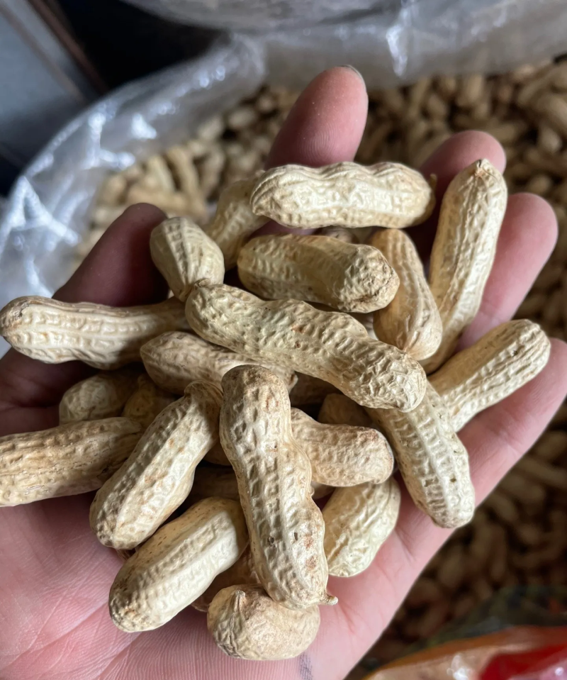 带壳花生米带壳花生鲁花果白沙果四粒红黑花生果带壳花生果