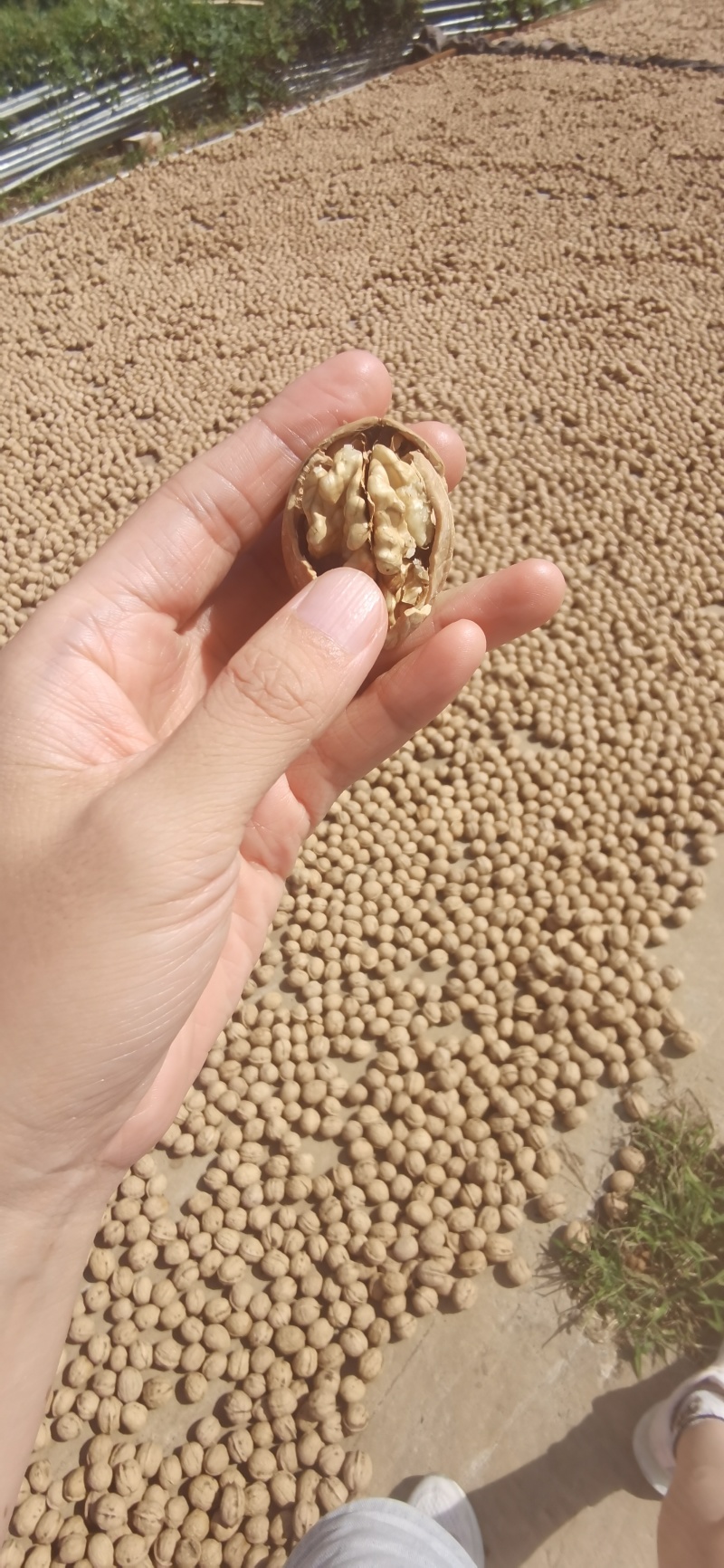 薄皮核桃纸皮核桃过筛精选货薄皮核桃纸皮核桃过筛色远