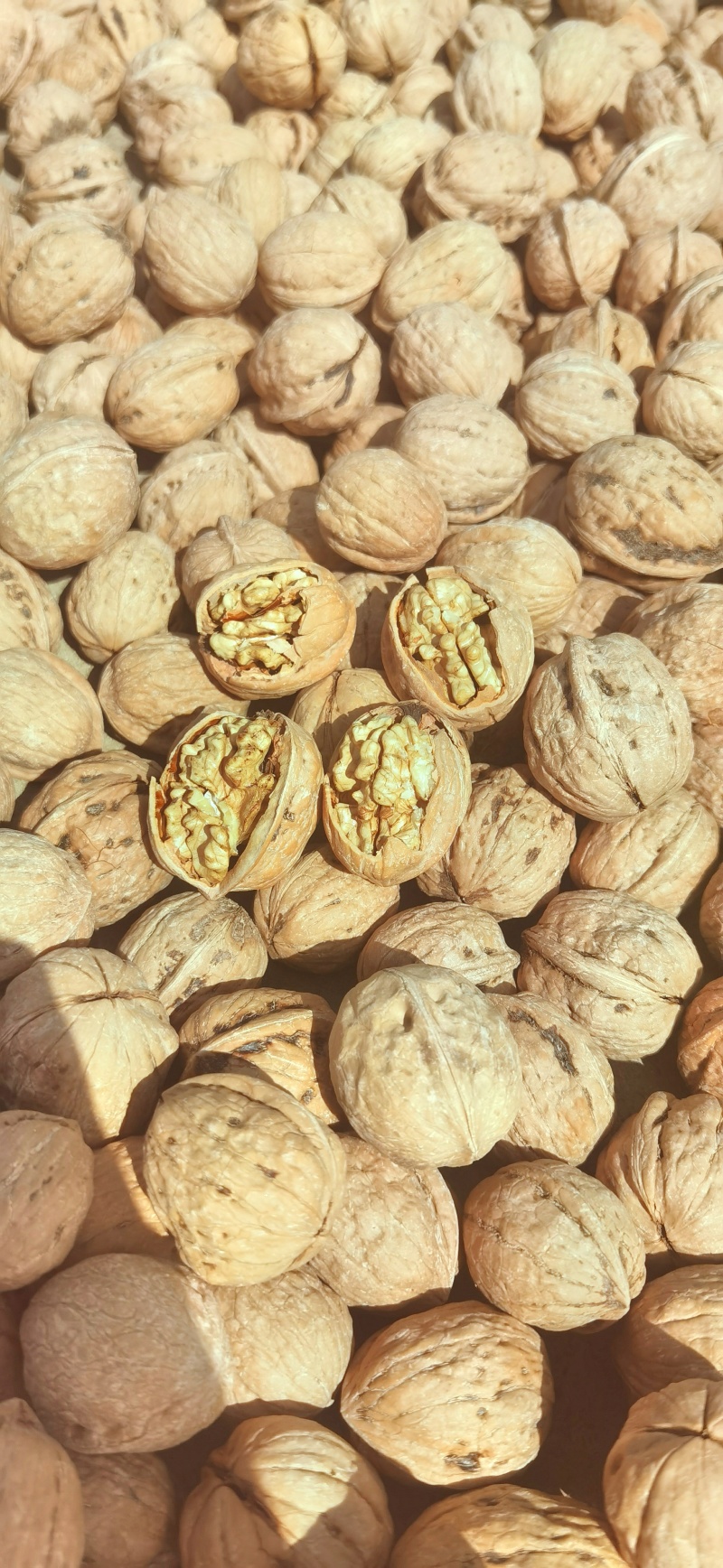 薄皮核桃纸皮核桃过筛精选货薄皮核桃纸皮核桃过筛色远