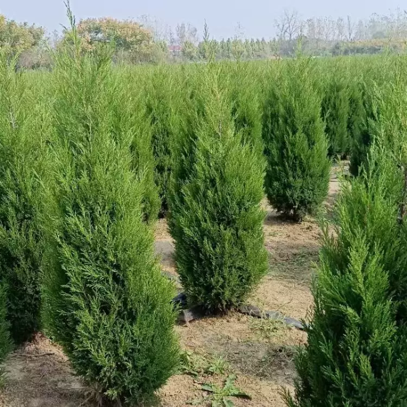塔柏苗，桧柏苗，（蜀桧苗）四季常青绿化苗木产地货源