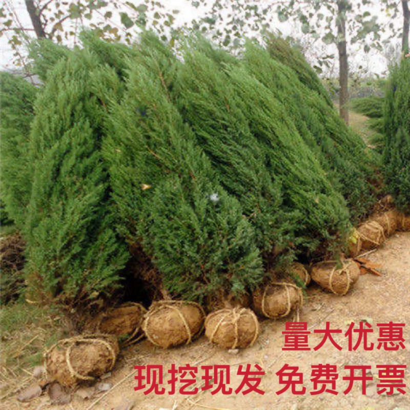 塔柏苗，桧柏苗，（蜀桧苗）四季常青绿化苗木产地货源