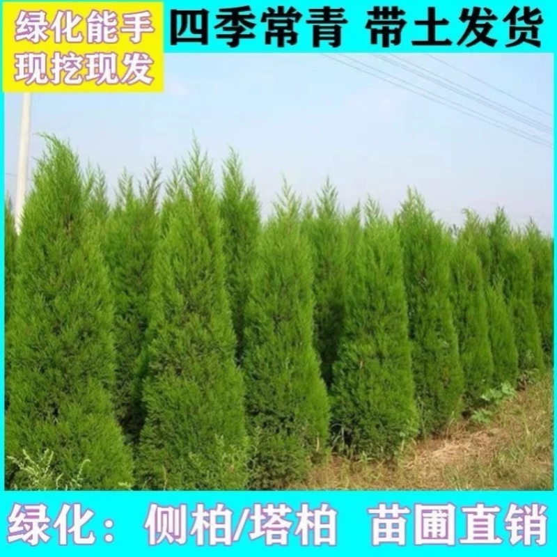 塔柏苗，桧柏苗，（蜀桧苗）四季常青绿化苗木产地货源