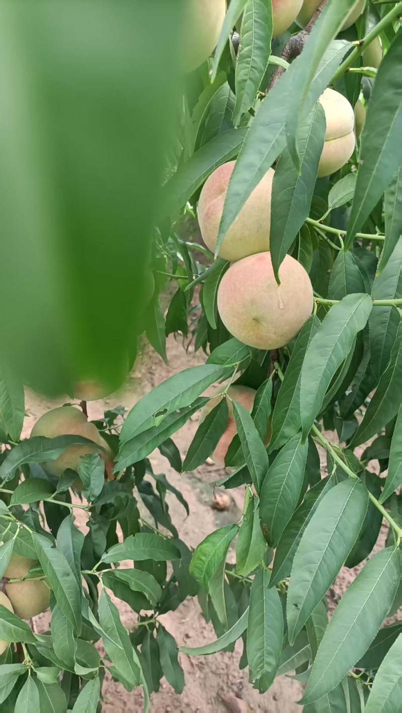 山东离核清香蜜毛桃大量上市销售，口感脆甜，有需要的来电咨