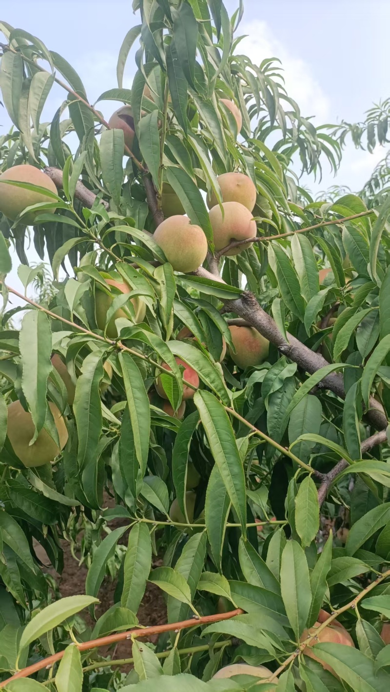 山东离核清香蜜毛桃大量上市销售，口感脆甜，有需要的来电咨