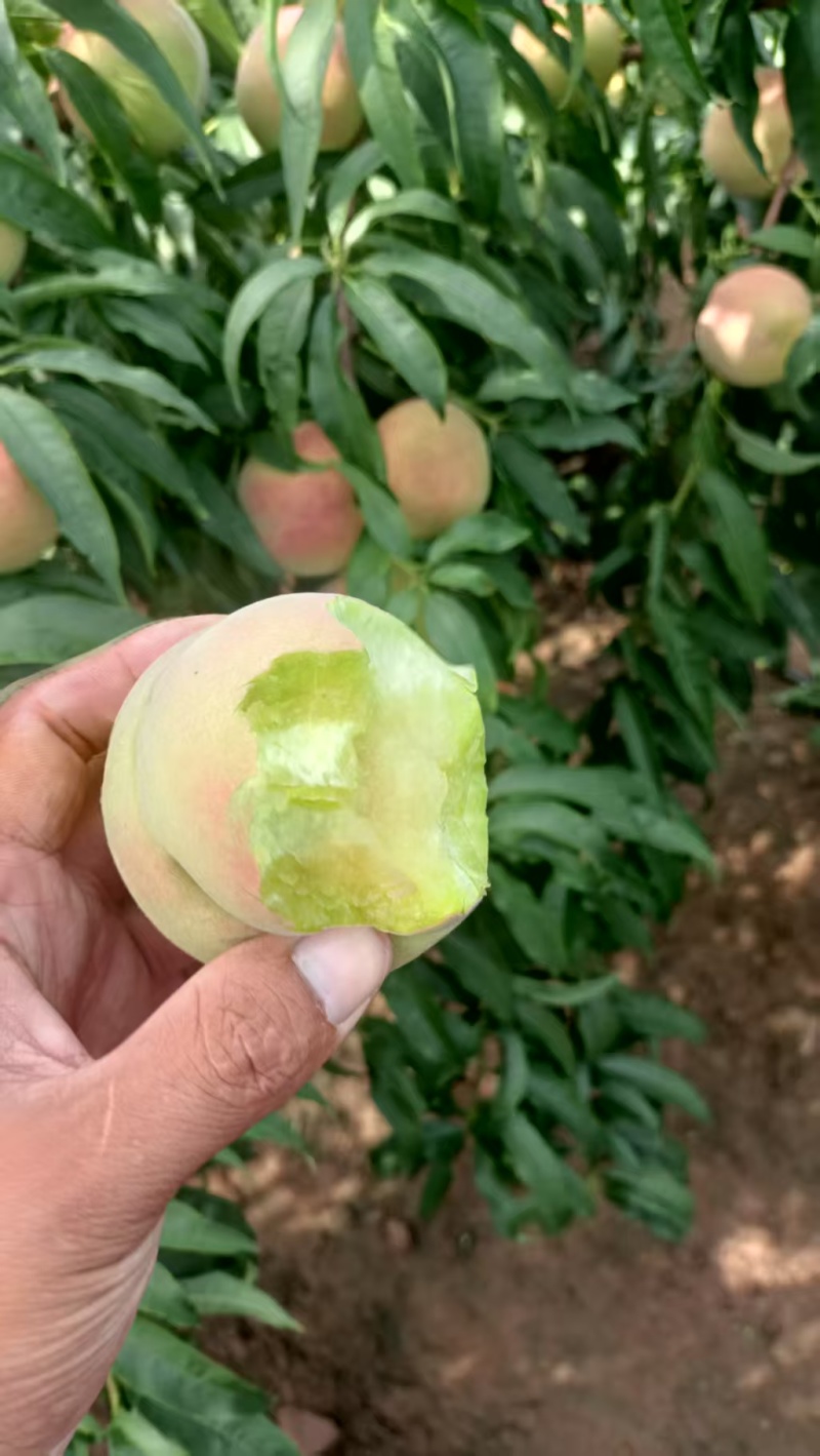 山东离核清香蜜毛桃大量上市销售，口感脆甜，有需要的来电咨