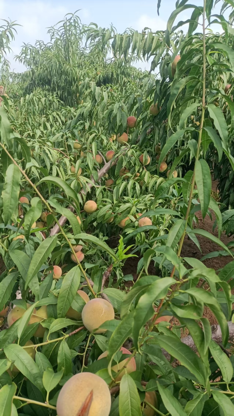 山东离核清香蜜毛桃大量上市销售，口感脆甜，有需要的来电咨