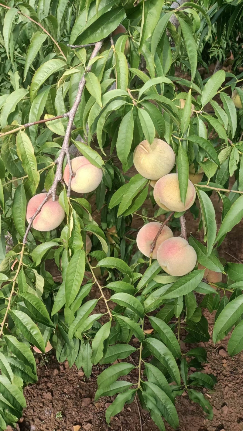 山东离核清香蜜毛桃大量上市销售，口感脆甜，有需要的来电咨