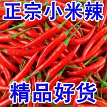 苏鲁豫皖小党万亩辣椒基地小米红尖椒洪金塔杭椒品质好