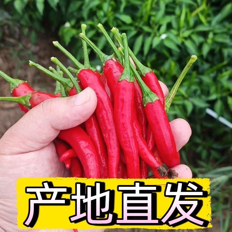 苏鲁豫皖万亩辣椒基地小米红尖椒洪金塔杭椒品质好