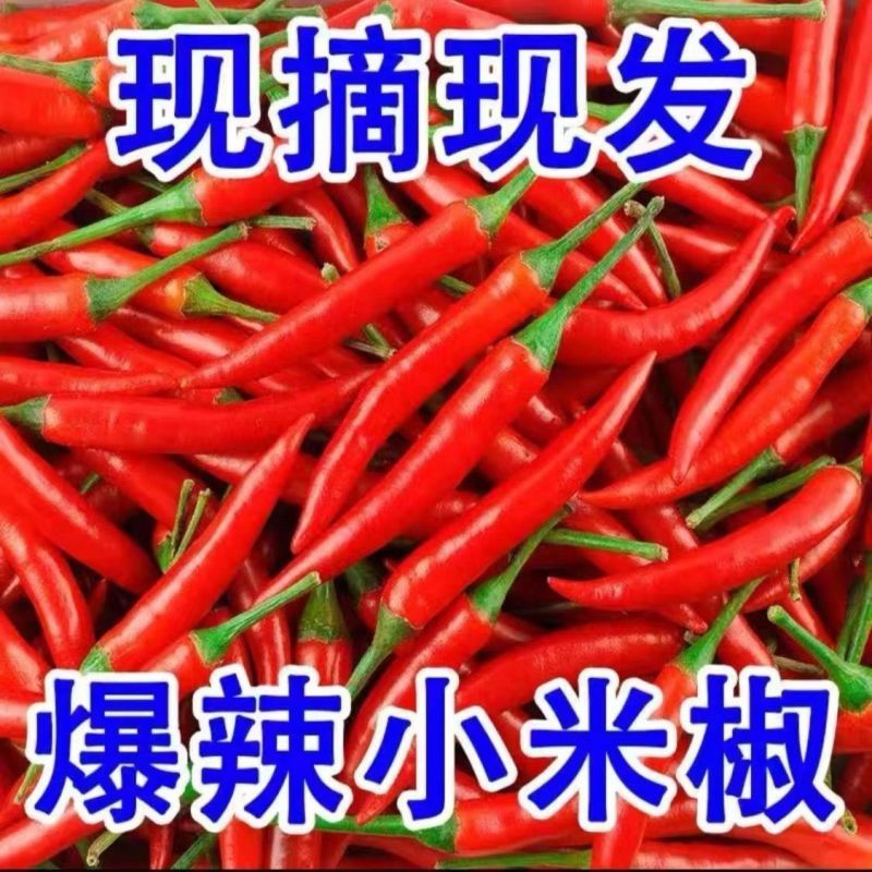苏鲁豫皖万亩辣椒基地小米红尖椒洪金塔杭椒品质好
