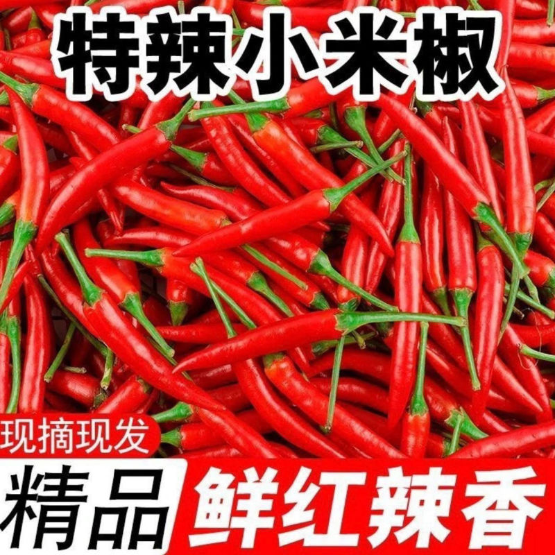 苏鲁豫皖万亩辣椒基地小米红尖椒洪金塔杭椒品质好