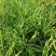 水生植物、地被植物:旱伞草、大花萱草、常绿萱草120杯。
