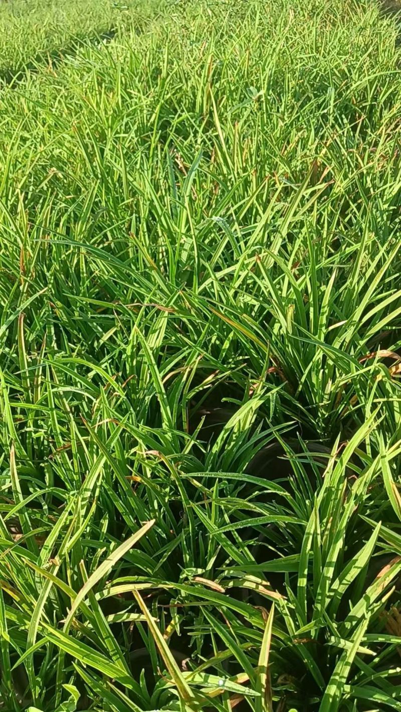 水生植物、地被植物:旱伞草、大花萱草、常绿萱草120杯。