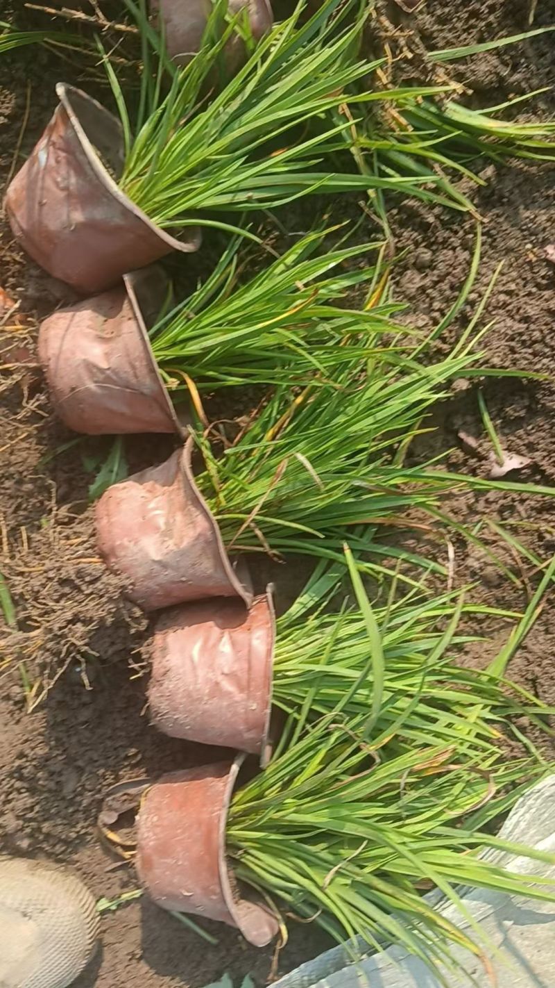 水生植物、地被植物:旱伞草、大花萱草、常绿萱草120杯。