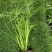 水生植物、地被植物:旱伞草、大花萱草、常绿萱草120杯。