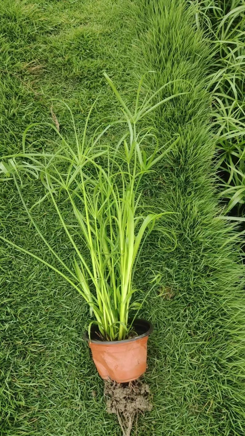 水生植物、地被植物:旱伞草、大花萱草、常绿萱草120杯。