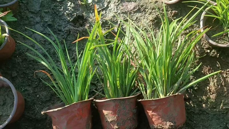 水生植物、地被植物:旱伞草、大花萱草、常绿萱草120杯。