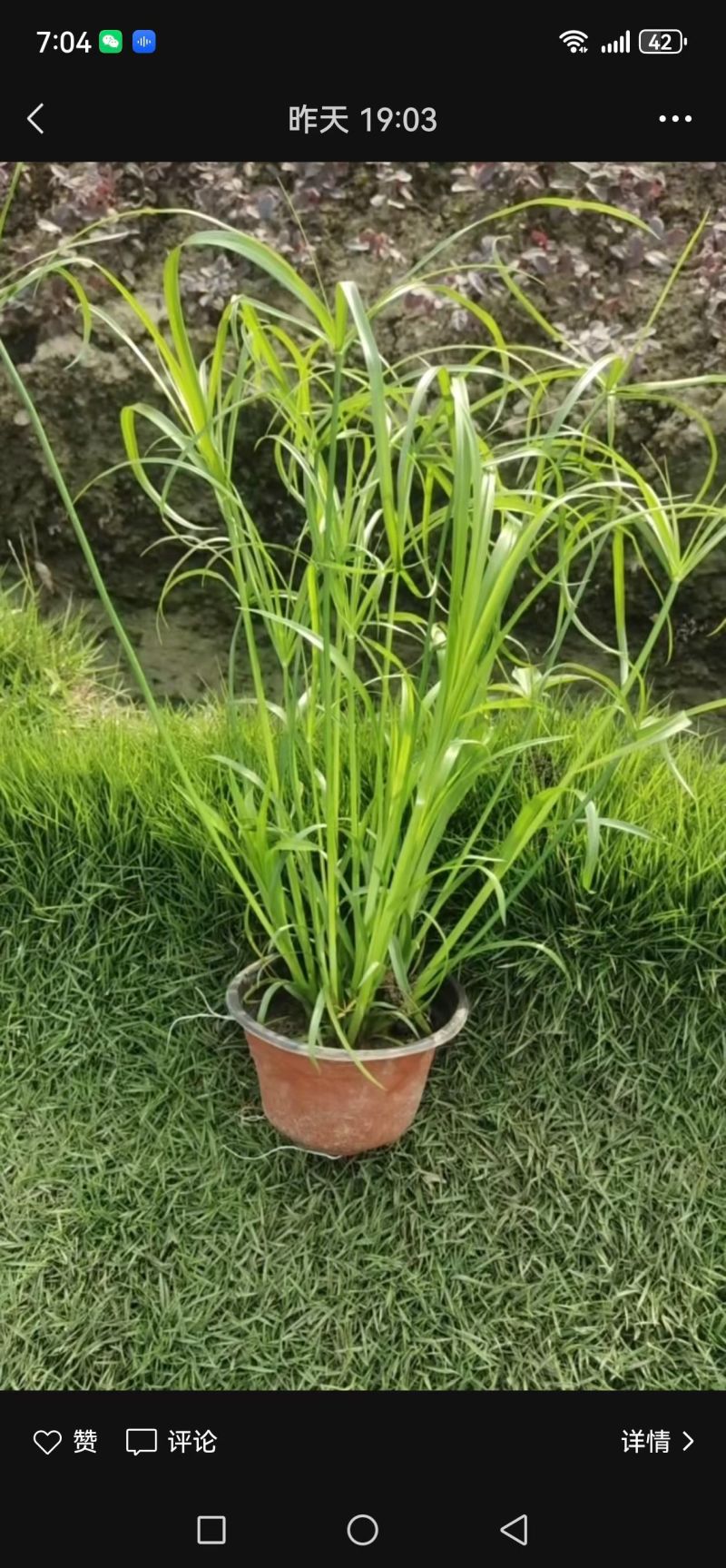 水生植物、地被植物:旱伞草、大花萱草、常绿萱草120杯。