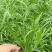 水生植物、地被植物:旱伞草、大花萱草、常绿萱草120杯。