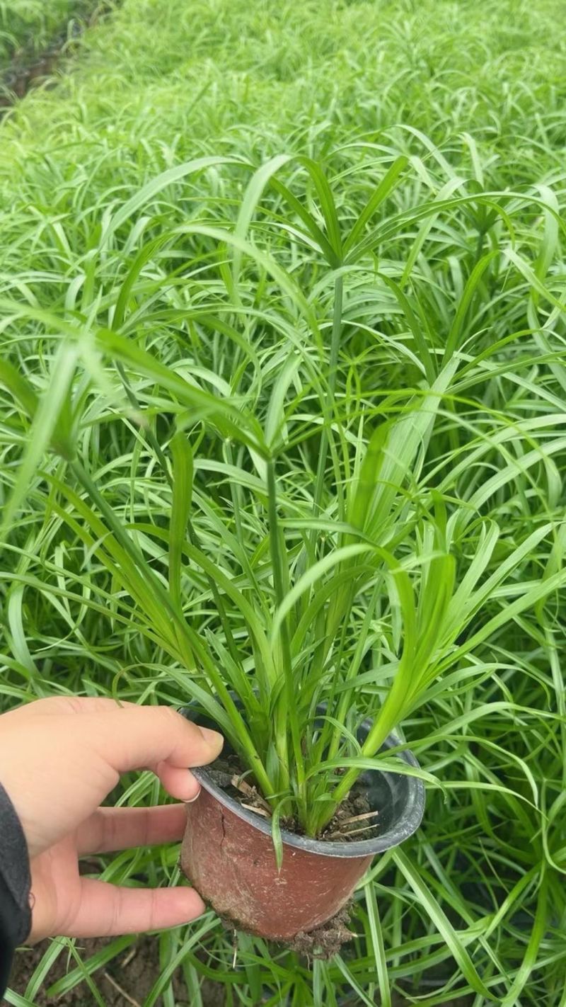 水生植物、地被植物:旱伞草、大花萱草、常绿萱草120杯。