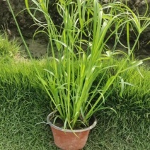 水生植物、地被植物:旱伞草、大花萱草、常绿萱草120杯。