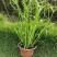 水生植物、地被植物:旱伞草、大花萱草、常绿萱草120杯。