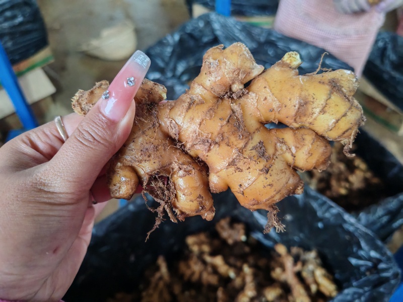 高山种植罗平小黄姜（老姜）