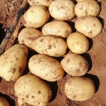 【推荐】内蒙古226土豆供应市场商超电商一手货源量大价优