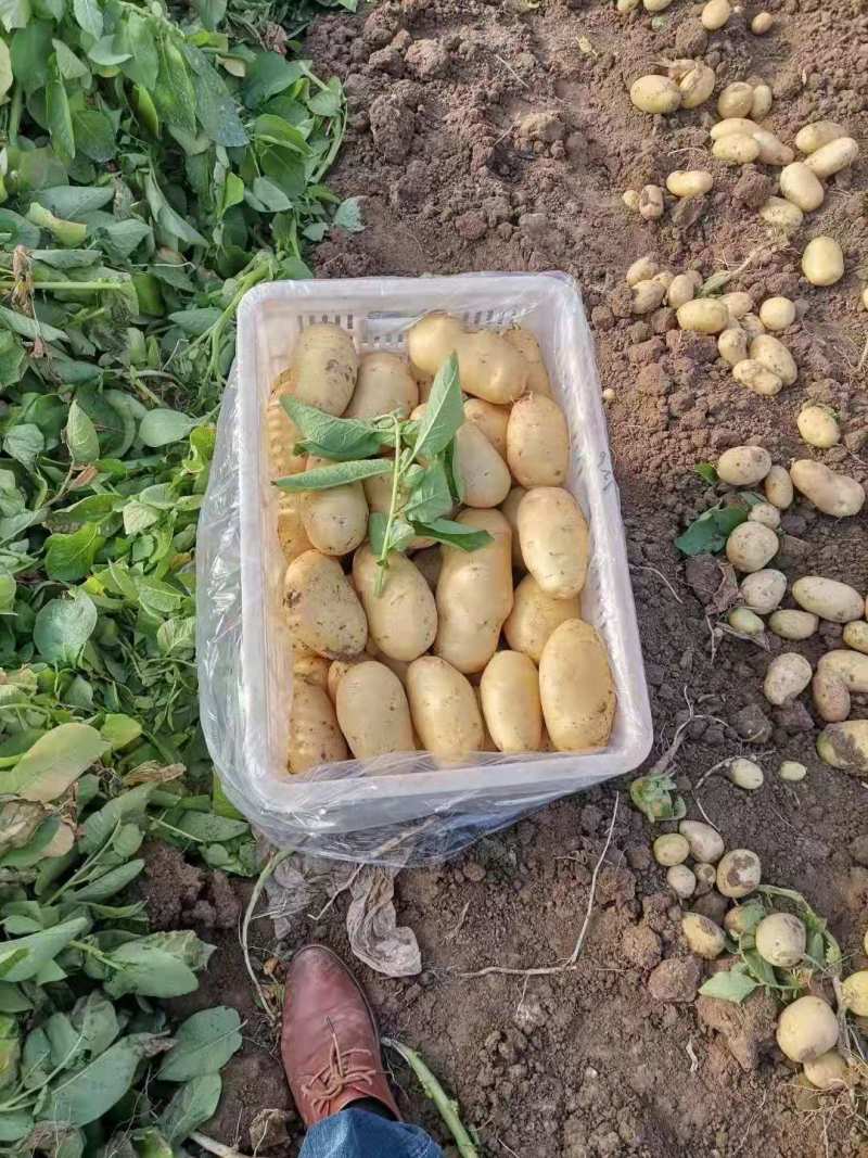 【推荐】内蒙古226土豆供应市场商超电商一手货源量大价优