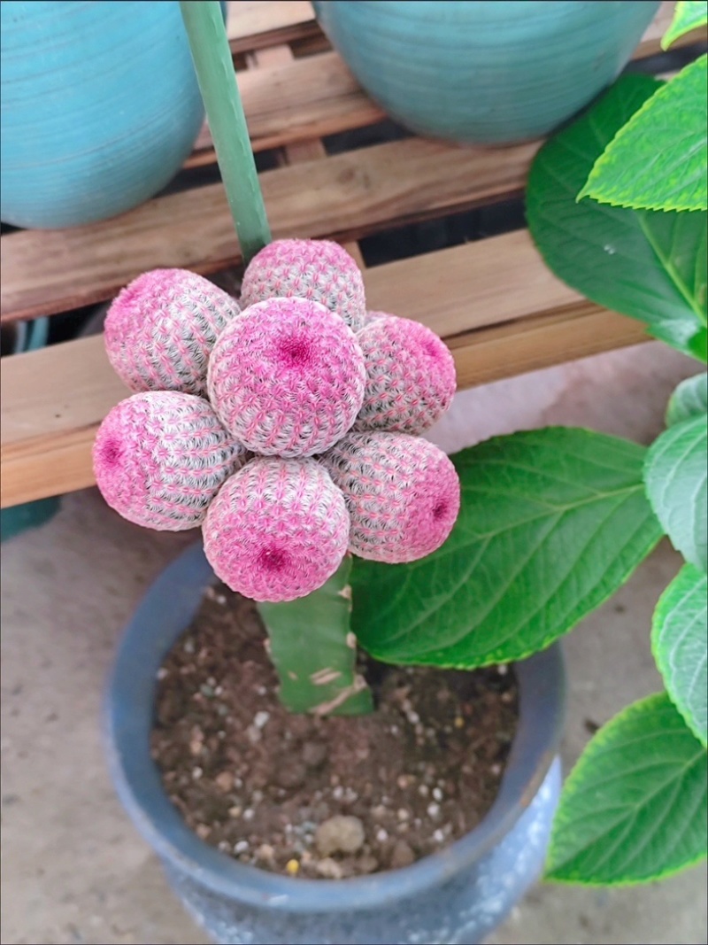 红太阳仙人球