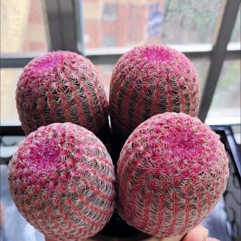 红太阳仙人球