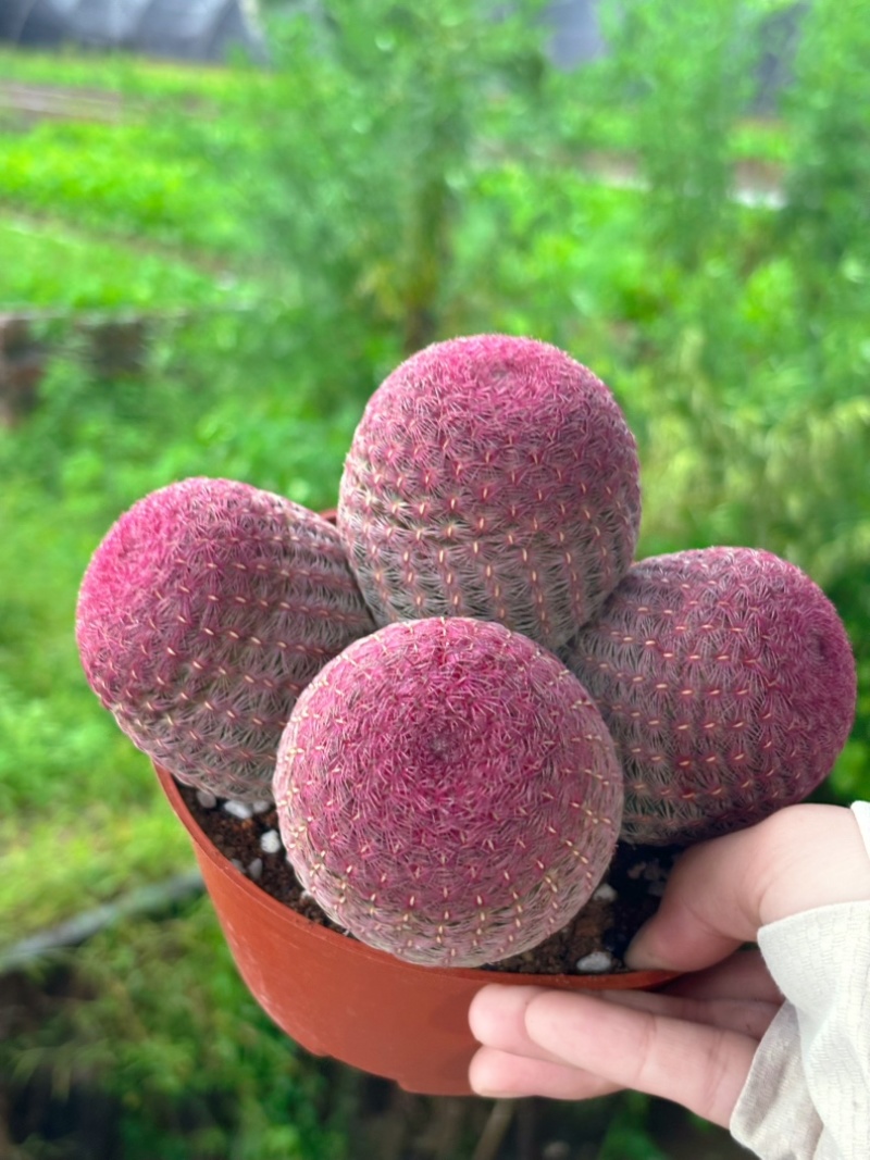 红太阳仙人球